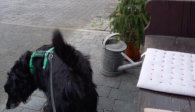 Vorschau von Dr. med. vet. Ingo Schneider - Fachtierarzt für Klein-und Heimtiere
