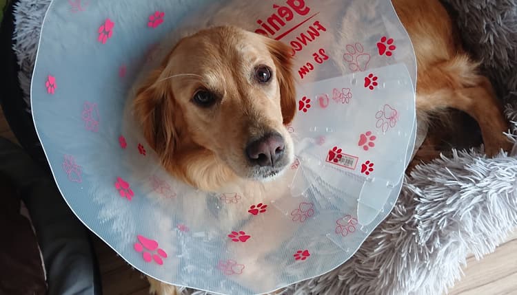 Vorschau von Tierarztpraxis Katrin Ringelmann