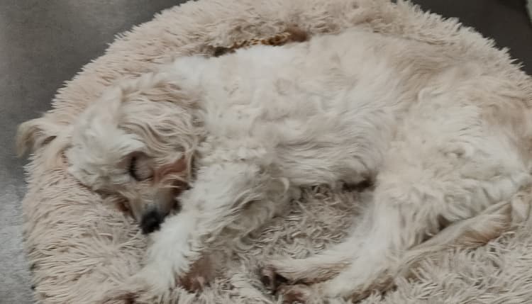 Vorschau von Tierärztin Monika Bethke, Hunde-Darmcheck