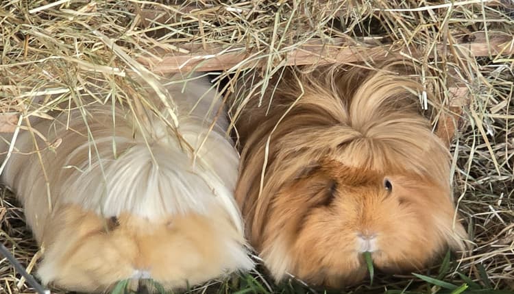 Vorschau von Prakt. Tierärztin Dr. Doris Bennewitz-Becker