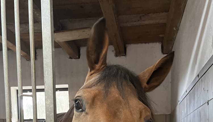 Vorschau von Tierärztliche Klinik für Pferde Wolfesing