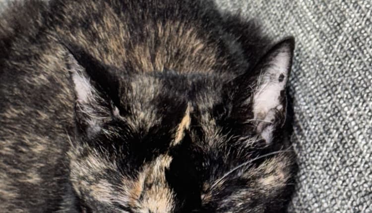 Preview of Praxis - Sonne für Tiere