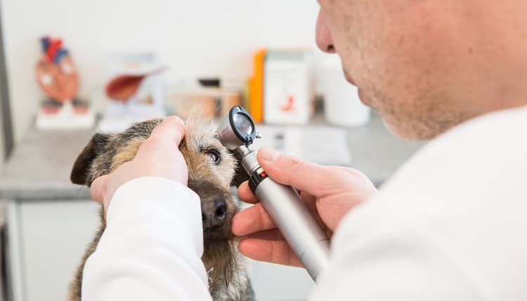 Vorschau von Tierärztliche Gemeinschaftspraxis Artland