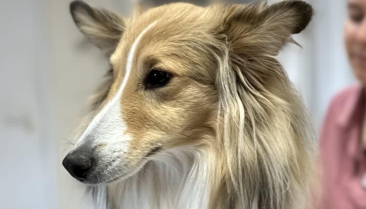 Vorschau von Dr.med.vet. Petra Geisser Tierärztin