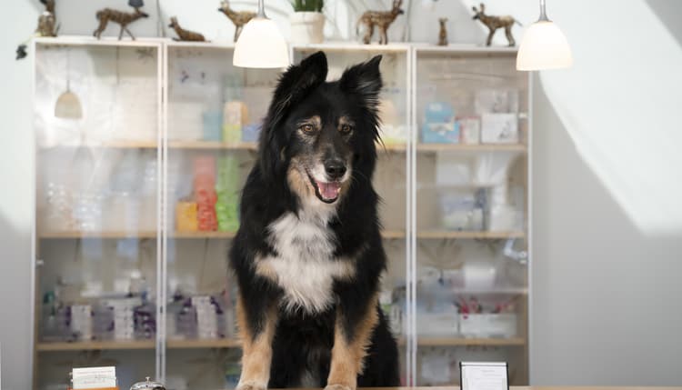 Vorschau von Tiergesundheit Volkach Tierärzte IVC Evidensia GmbH