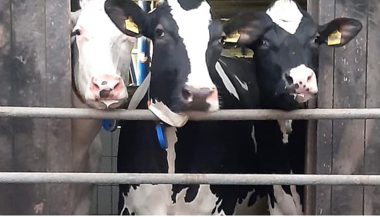 Vorschau von Irmgard Erdweg Tierärztin