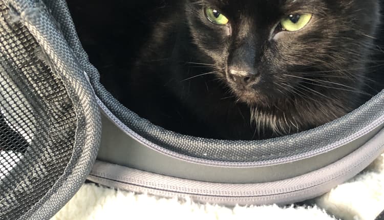 Preview of Lison Jan Dr.med.vet. Tierarzt