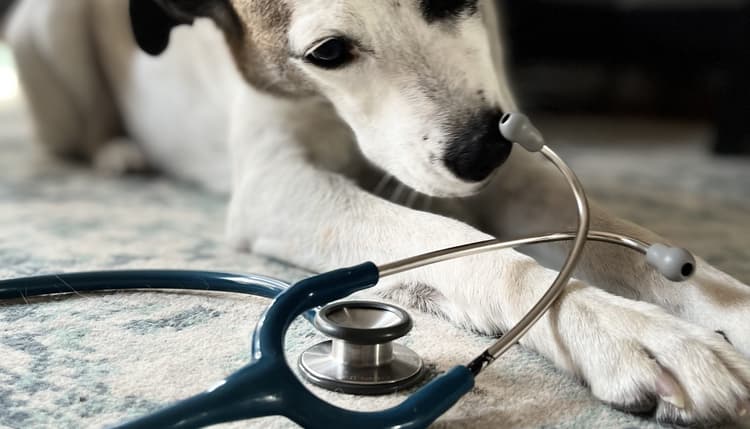 Preview of Tierarztpraxis Dr. med. vet. Laura Oelker