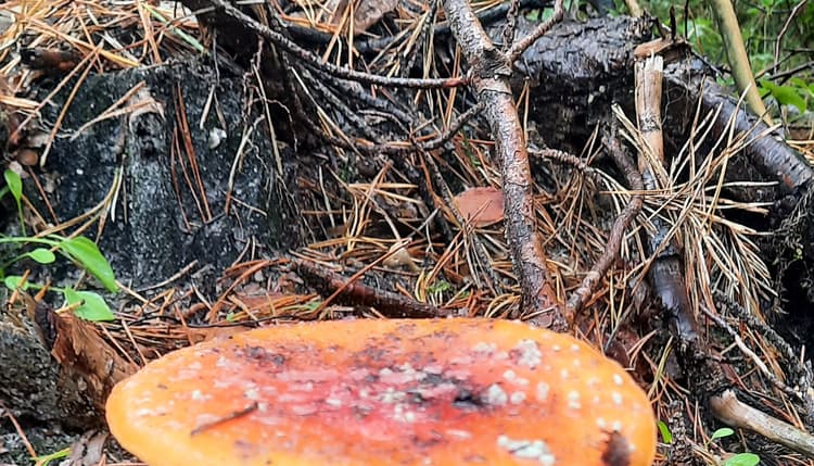 Vorschau von Uta Müller von Blumencron Praktische Tierärztin