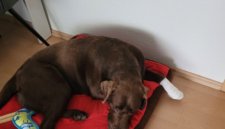 Vorschau von Kleintierpraxis Richter