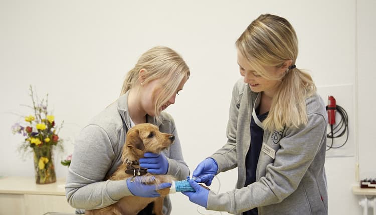Vorschau von Tierärztliche Praxis für Kleintiere Dr. med. vet. Jasmin Böddeker