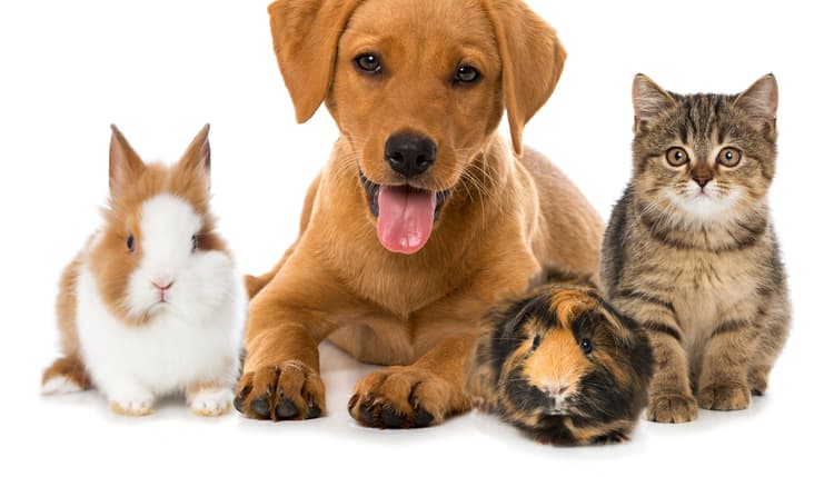 Vorschau von Tierarztpraxis Wurster Straße in Bremerhaven | Hunde-, Katzen- oder Heimtierbehandlung