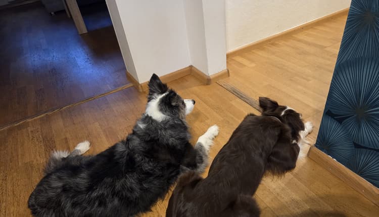 Vorschau von Ludvik May Tierarztpraxis