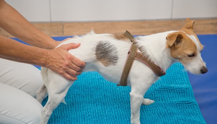 Vorschau von Tierärztliche Gemeinschaftspraxis am Öchsle Dr. Isa Zanker & Corinna Romig-Sekler