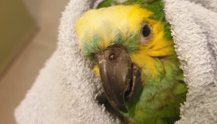 Vorschau von Dr. Petra Zsivanovits Tierärztliche Praxis für Vogelmedizin