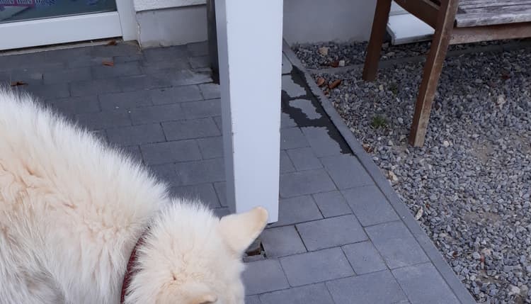 Vorschau von Tierarzt Claudia Gottwald