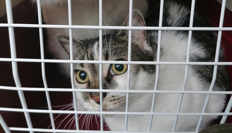 Vorschau von Tierklinik Blaichach