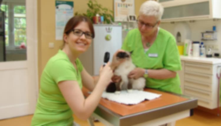 Vorschau von Kleintierpraxis & Tierpension Dr. med. vet. Anke Horn