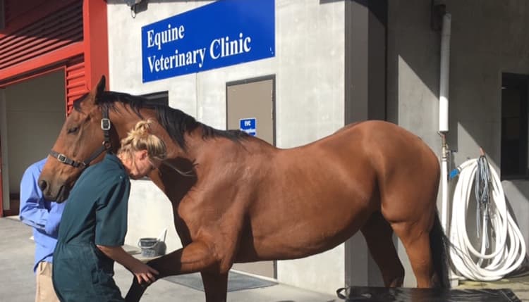 Vorschau von Dr.med.vet Henrike Heinemann - Chiropraktik für Tiere