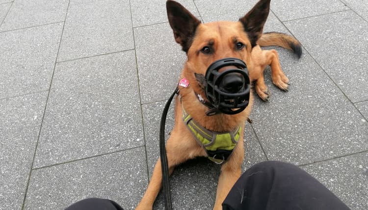 Vorschau von Tierärztliche Praxis für Kleintierverhalten