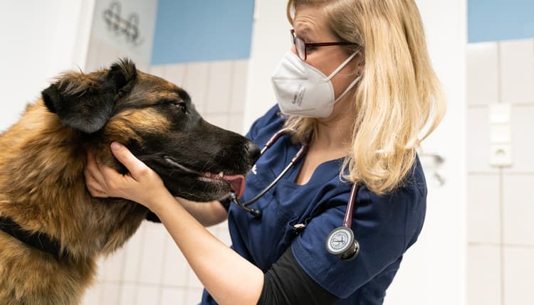 Vorschau von Tierarztpraxis Vera Franken - zuvor Dr. Groß