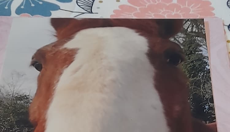Vorschau von Tierarztpraxis Am Rotweg - Dr. med. vet. Catherine Hauck