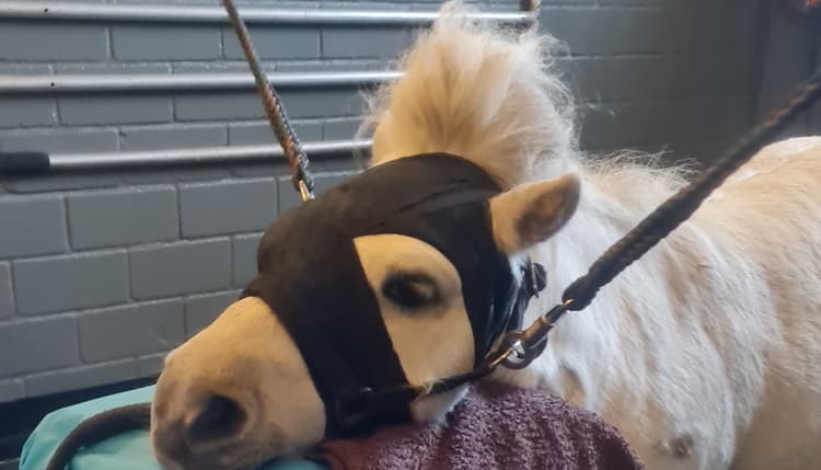 Vorschau von Dr.med.vet. Sophie Koppe Tierärztin