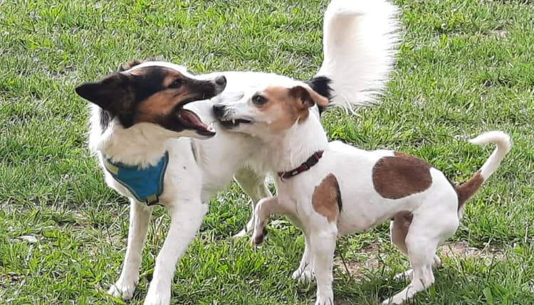 Vorschau von Hundepension BelLissiMo