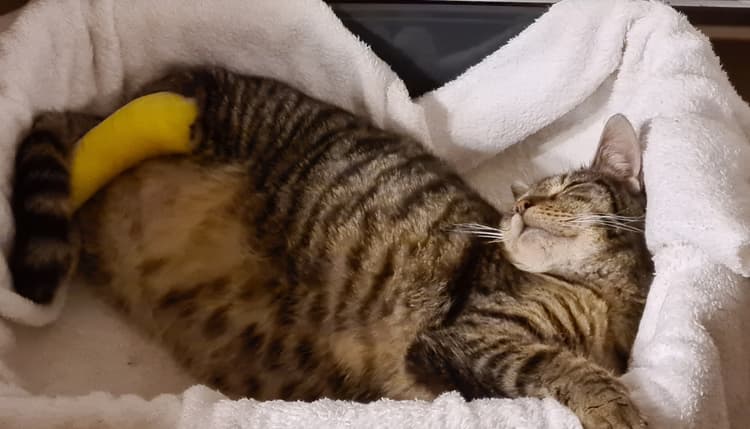 Vorschau von Tierarzt Dr. Wehlitz
