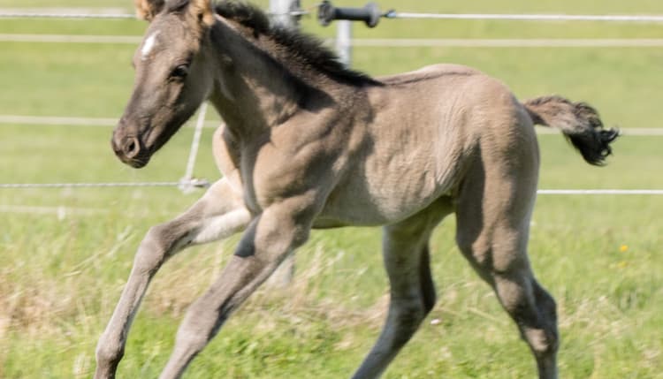 Vorschau von Fachtierärztin für Pferde Dr Susanne Tröster/ Equine Veterinarian