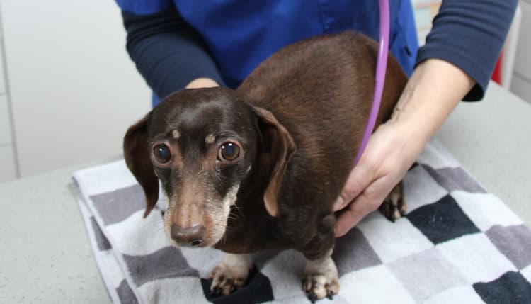Preview of Dr. med. vet. Doris Finke Tierärztin