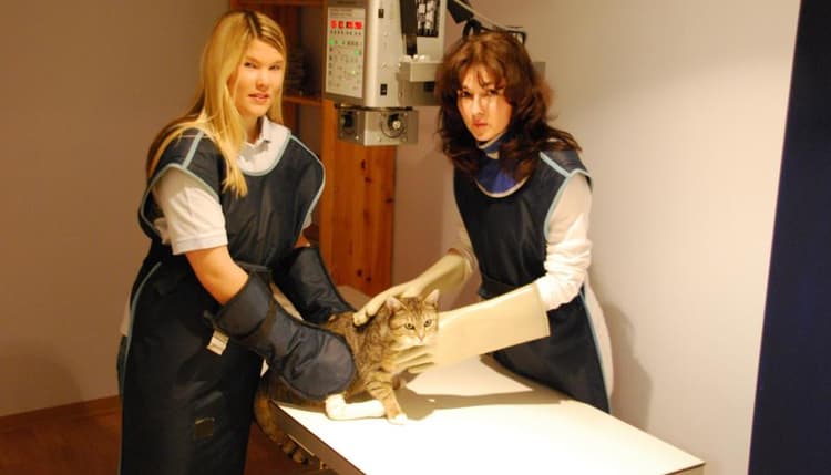 Vorschau von Dr.med.vet. Marion Andreas