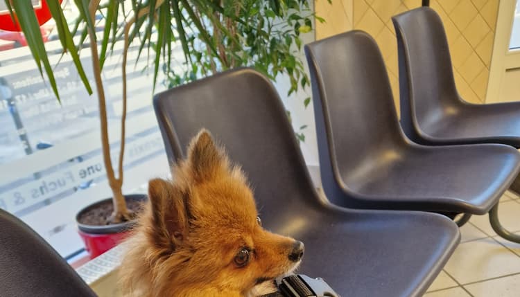 Vorschau von Tierärztliche Gemeinschaftspraxis Tierarzt Holm Schnelle & Fachtierärztin Simone Fuchs