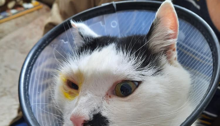 Vorschau von Dr.med.vet. Anita Trützschler Tierärztin