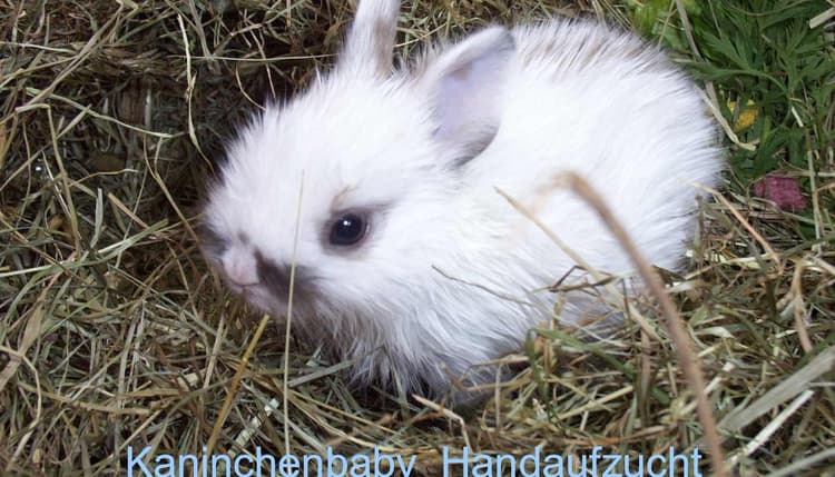 Vorschau von Tierarztpraxis von Plettenberg