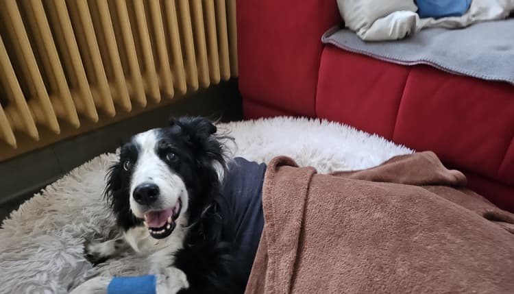 Vorschau von Tierärztliche Klinik Fulda
