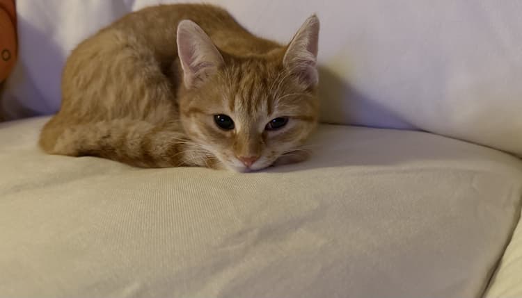 Vorschau von Praxis Tierzuliebe