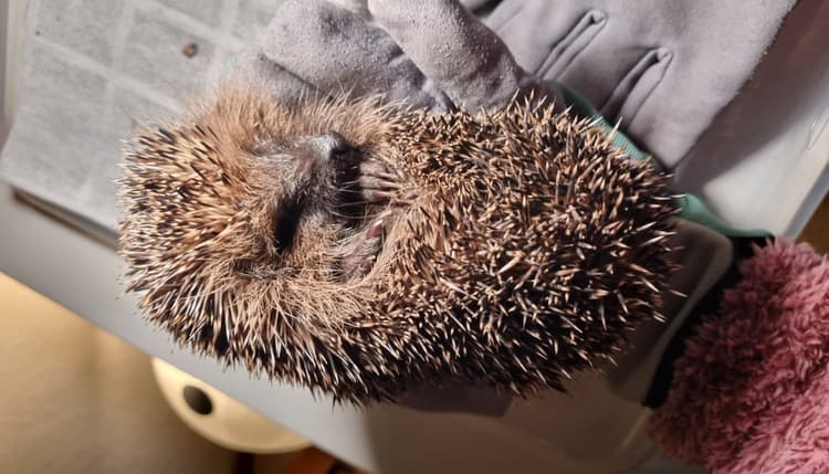 Vorschau von Andreas Specht Tierarzt