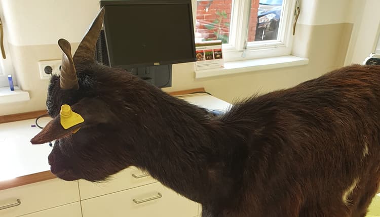 Vorschau von Tierärztliche Gemeinschaftspraxis Rodewald