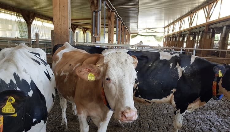 Vorschau von Milchviehanlage Kremmen Verwaltungs-GmbH