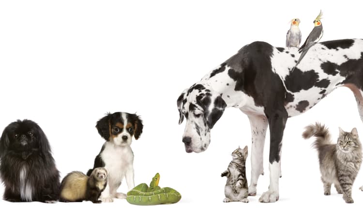 Vorschau von Tierärztliche Klinik für Kleintiere Dr. med. vet. Jan Apelt