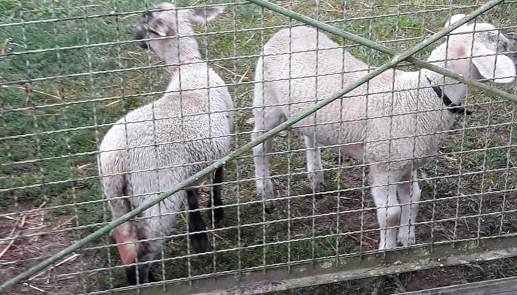 Vorschau von Carsten Löffelholz Tierarzt