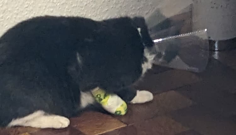 Vorschau von Dr. med.vet. Erika Schwartpaul Tierärztin