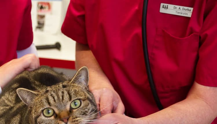 Vorschau von Kleintierpraxis Dr. Durka, Tätigkeitsschwerpunkt Katzenmedizin