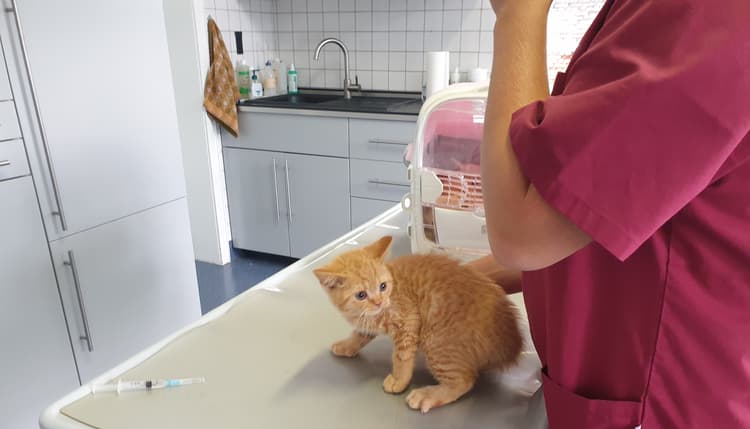 Vorschau von Thorsten Schröder, Tierarzt