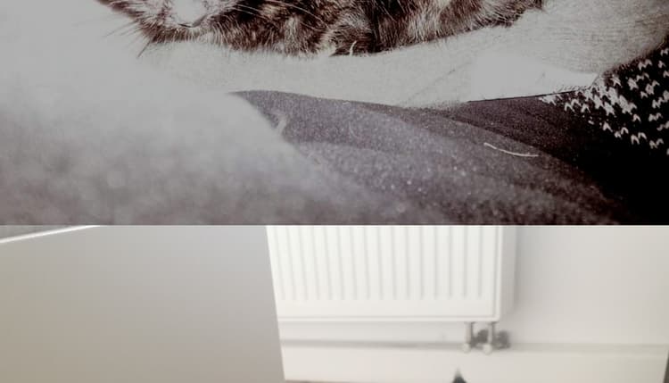 Vorschau von Tierärztin Renate Liegeder Praxis für Kleintiere