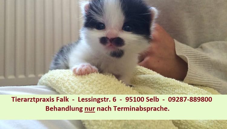 Vorschau von Tierärztliche Gemeinschaftspraxis Falk, Dr. Broschk & Dr. Stefan