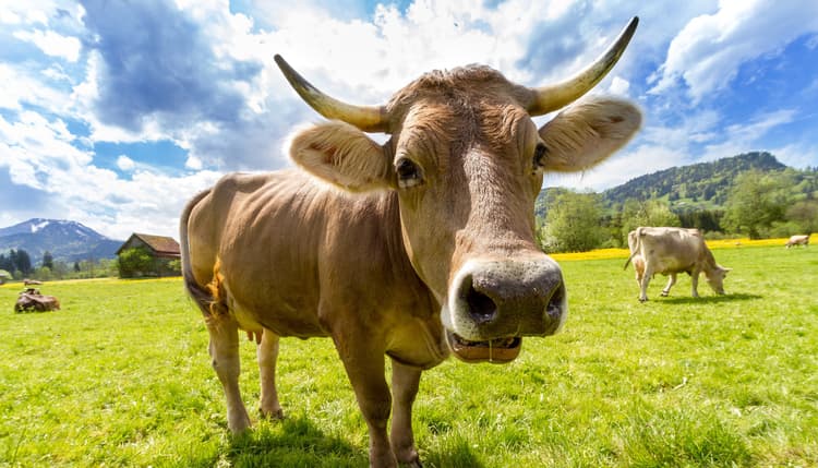 Vorschau von Dr.med.vet. Kerstin Freitag prakt. Tierarzt