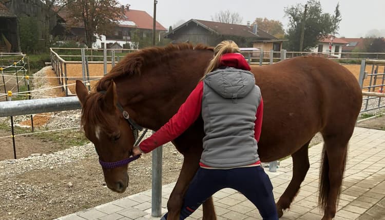 Vorschau von EQUIPET - mobile Tierarztpraxis Jacqueline Göhle