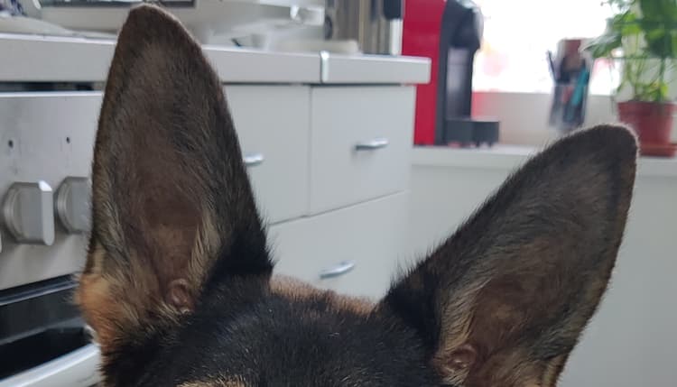Vorschau von Fennewald Ines Dr.med.vet. Kleintierpraxis